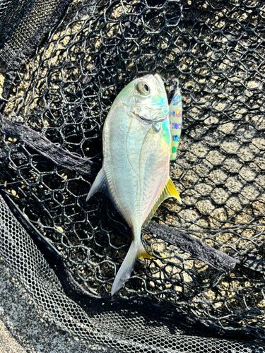 メッキの釣果