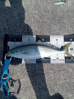 イナダの釣果