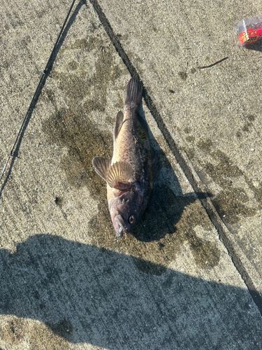 クロソイの釣果