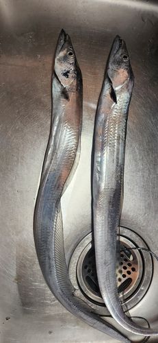 タチウオの釣果