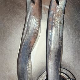 タチウオ