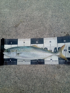 イナダの釣果
