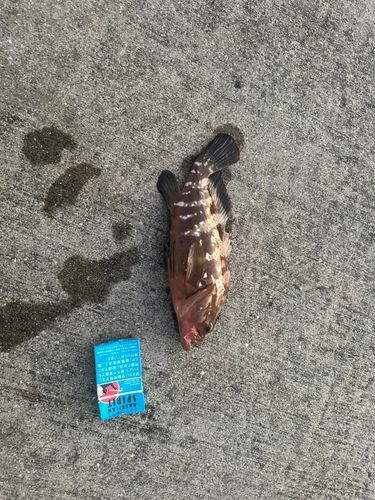 キジハタの釣果