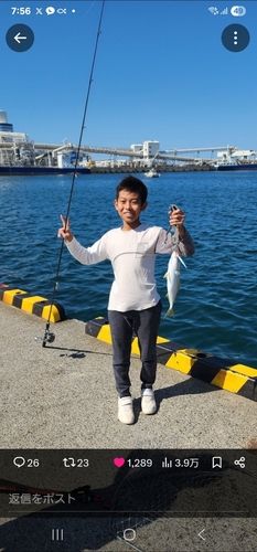 ヤズの釣果