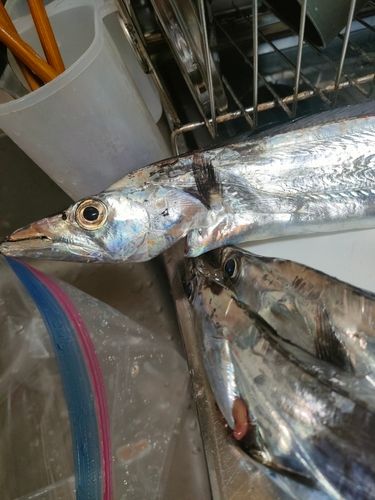 タチウオの釣果