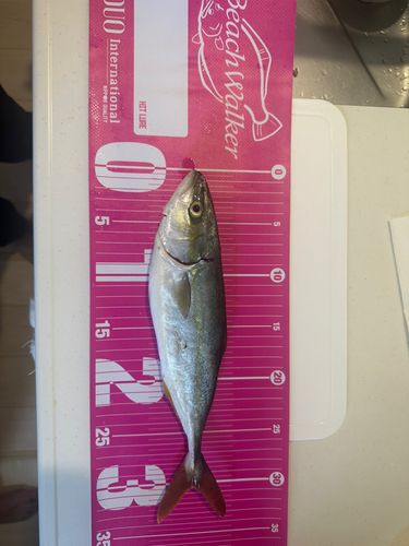 ワカシの釣果