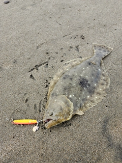 ヒラメの釣果