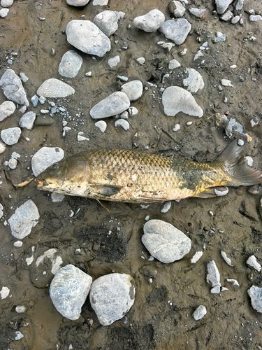 コイの釣果