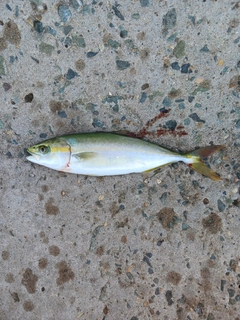 ワカシの釣果