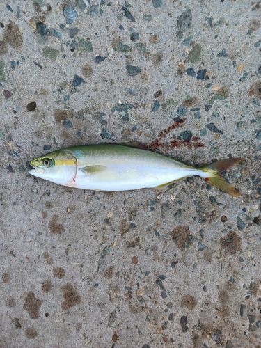 ワカシの釣果