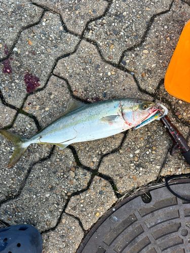 ツバスの釣果