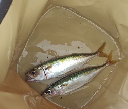 サバの釣果