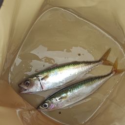 サバ