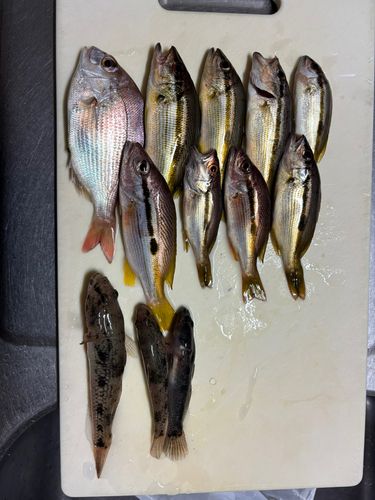 ヨコスジフエダイの釣果