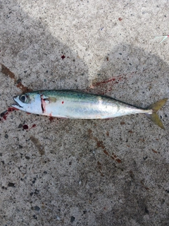 サバの釣果