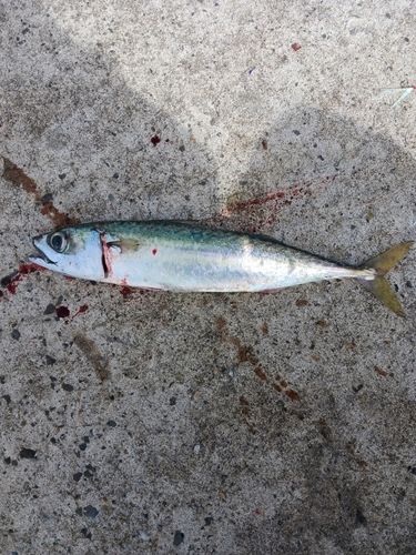 サバの釣果