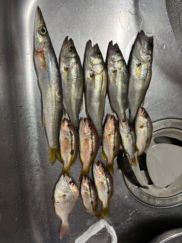 アカカマスの釣果
