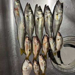アカカマス