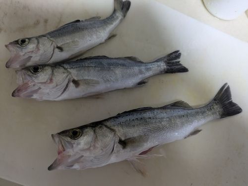 セイゴ（タイリクスズキ）の釣果
