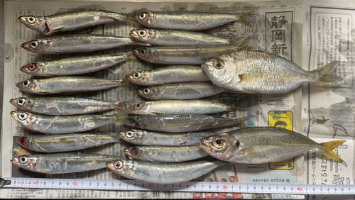 ウルメイワシの釣果