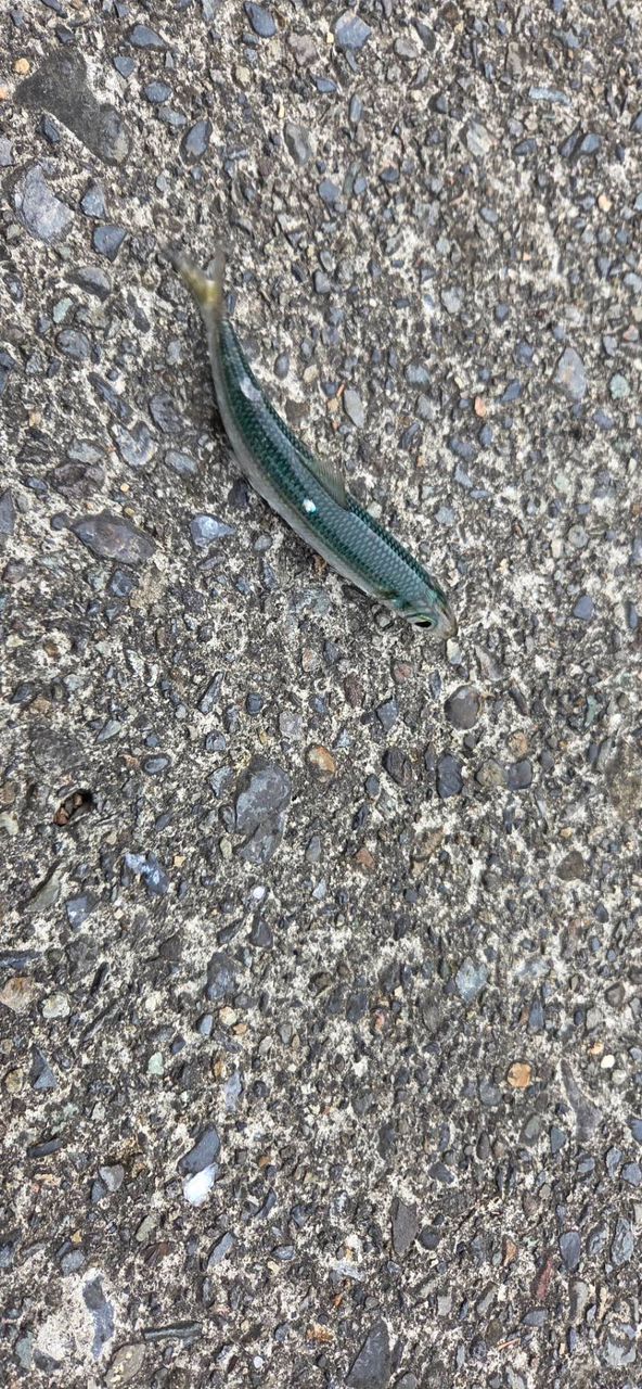 ウルメイワシ
