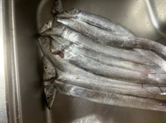 タチウオの釣果