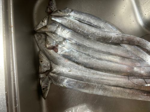 タチウオの釣果