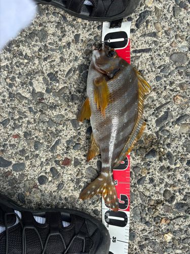 タカノハダイの釣果