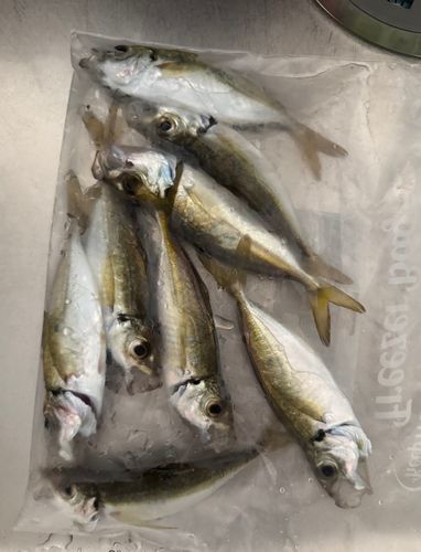 博多湾