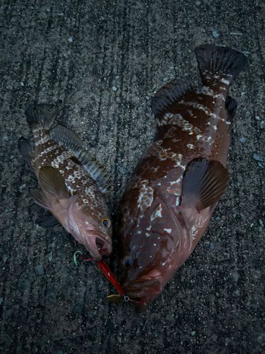 キジハタの釣果