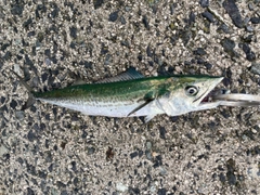 サゴシの釣果