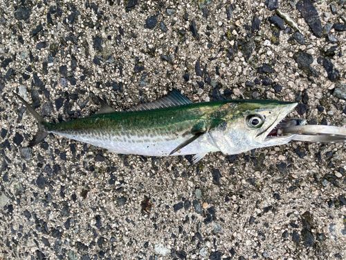 サゴシの釣果