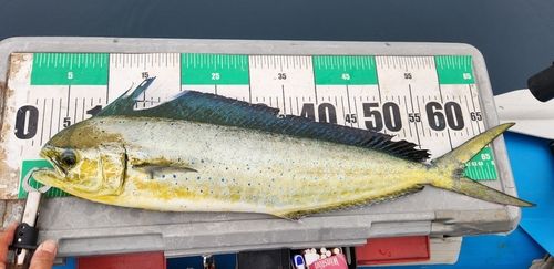シイラの釣果