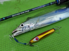 タチウオの釣果