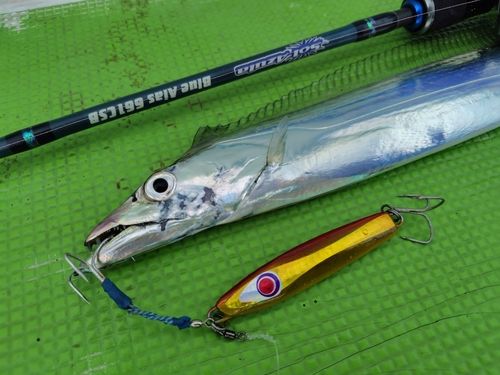 タチウオの釣果