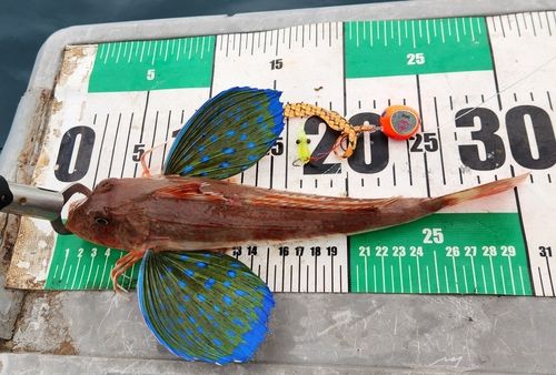 ホウボウの釣果