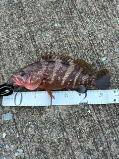 キジハタの釣果