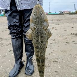マゴチ