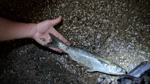 ボラの釣果