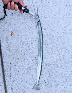 ダツの釣果