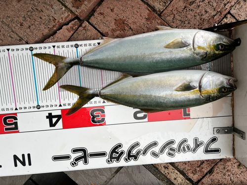 ハマチの釣果