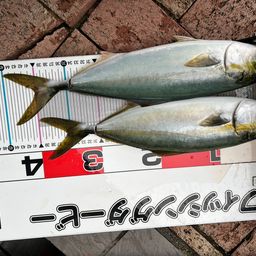 ハマチ