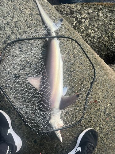 伊方