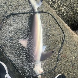 サメ
