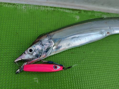タチウオの釣果