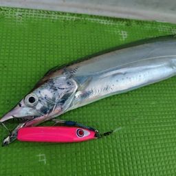 タチウオ