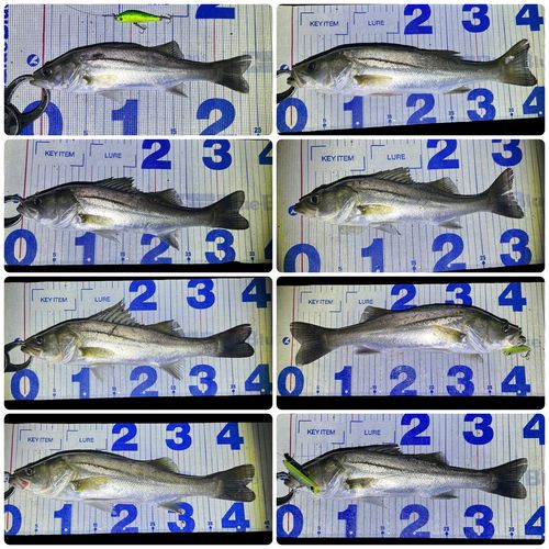 シーバスの釣果