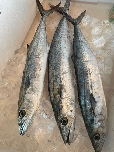 サゴシの釣果