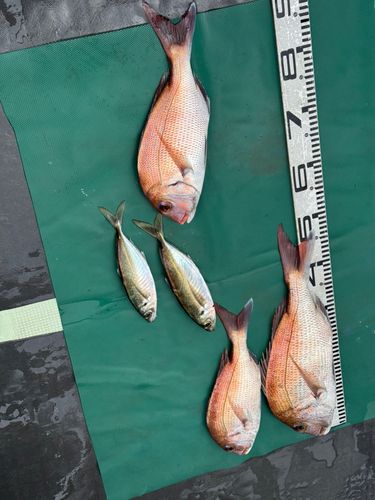 タイの釣果