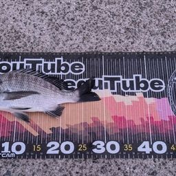 チヌ